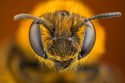 Close up des Kopfs einer Honigbiene