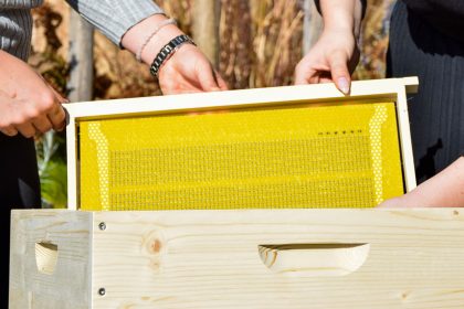 Beheizbare Bienenwabe wird in den Bienenstock eingesetzt - Team Event: BEE A TEAM